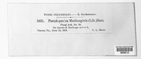 Pseudopeziza medicaginis image